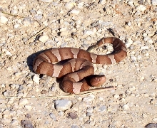 Copperhead