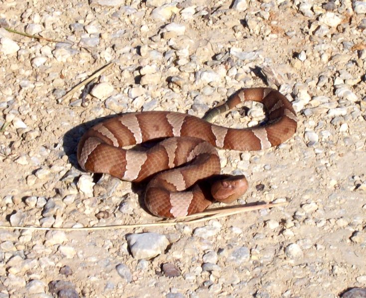 Copperhead