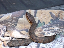 Water Moccasin