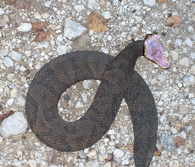 Water Moccasin