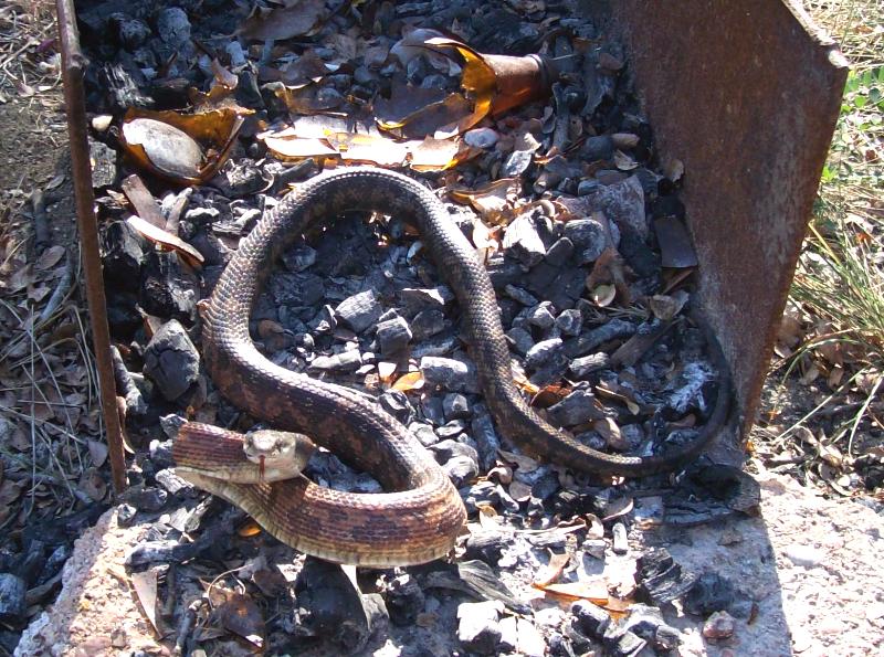 Ratsnake busted loose.