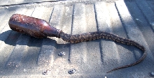 Snake in a bottle.