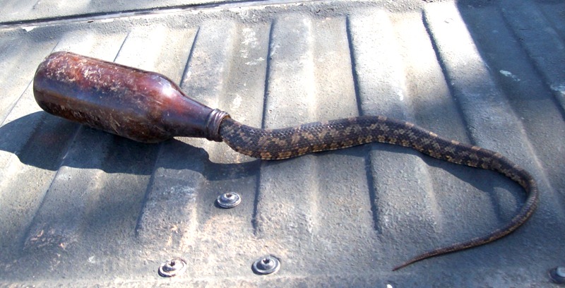 Snake in a bottle.