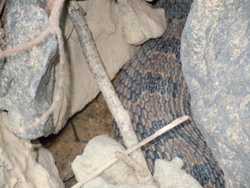 Whatsnake?