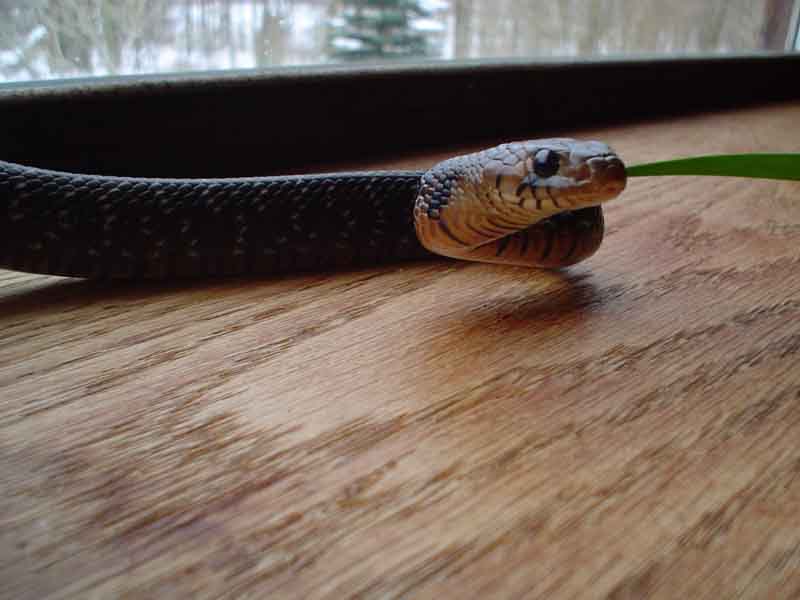 2006 Texas Indigo face shot