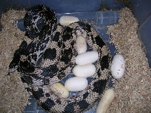 No Male NP Eggs 2011
