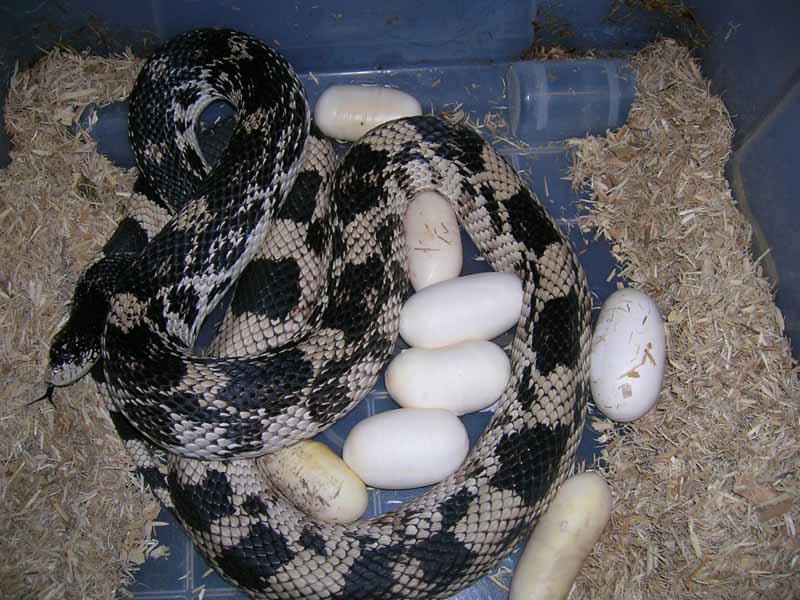 No Male NP Eggs 2011