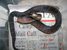 2008 Black Pine hatchling