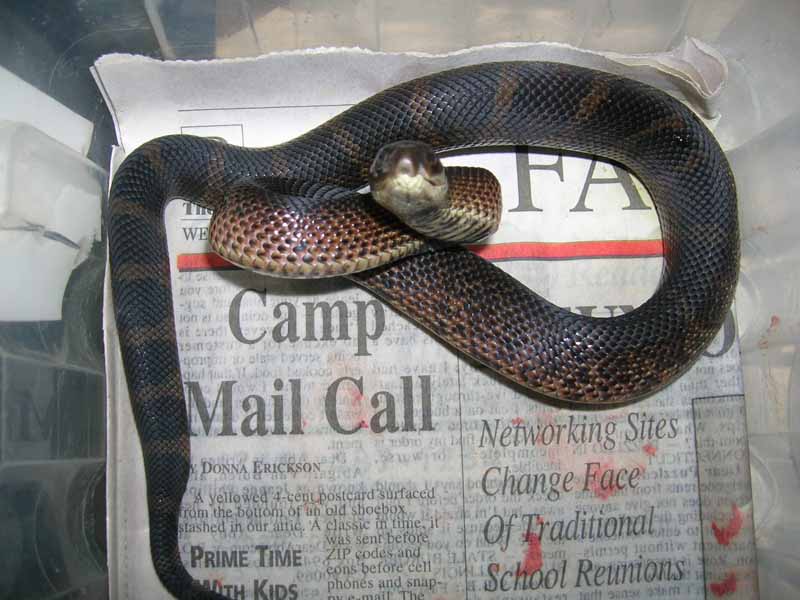 2008 Black Pine hatchling