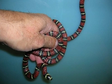2009 Bl Milk hatchlings