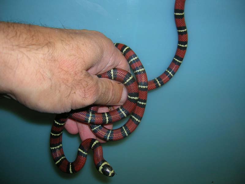 2009 Bl Milk hatchlings