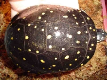 big spotted female
