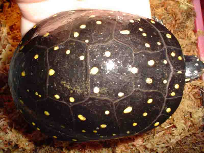 big spotted female