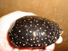 highly spotted female