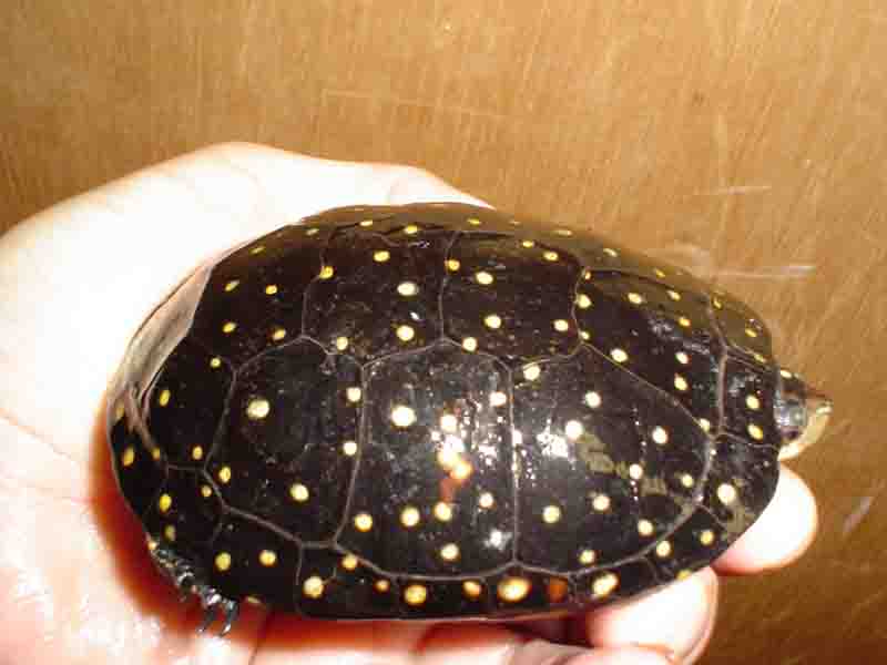 highly spotted female