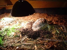 Star nesting