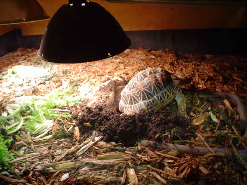 Star nesting