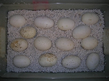 BP#1 3-21-2010