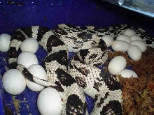 2006 N.P. eggs
