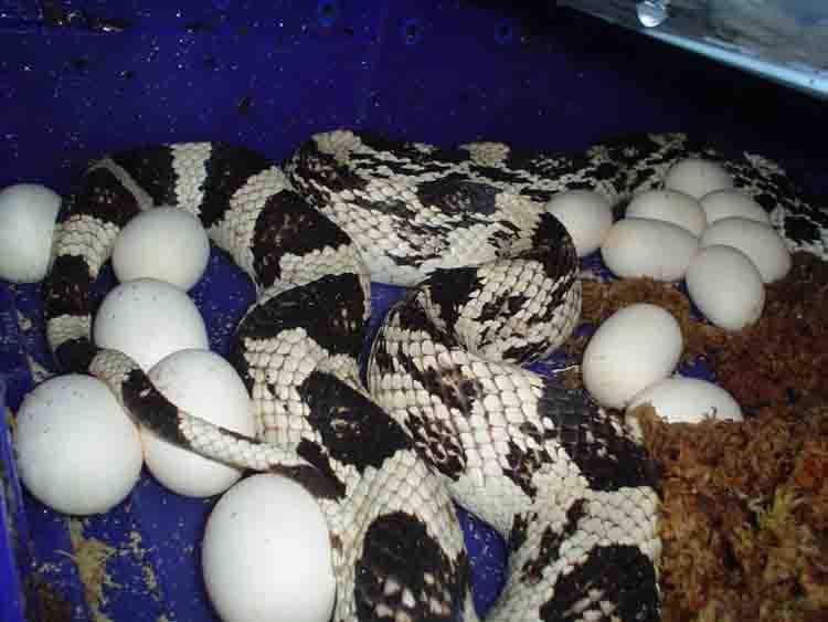 2006 N.P. eggs