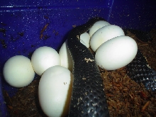 fe. no.1 eggs 4-4-2009