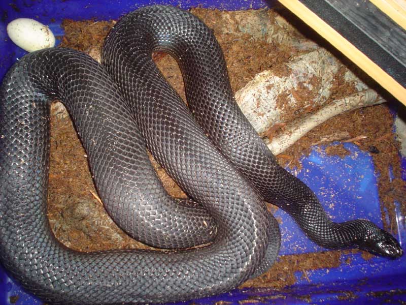 Female #1 April 4 2009