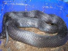 BP#1 resting after laying
