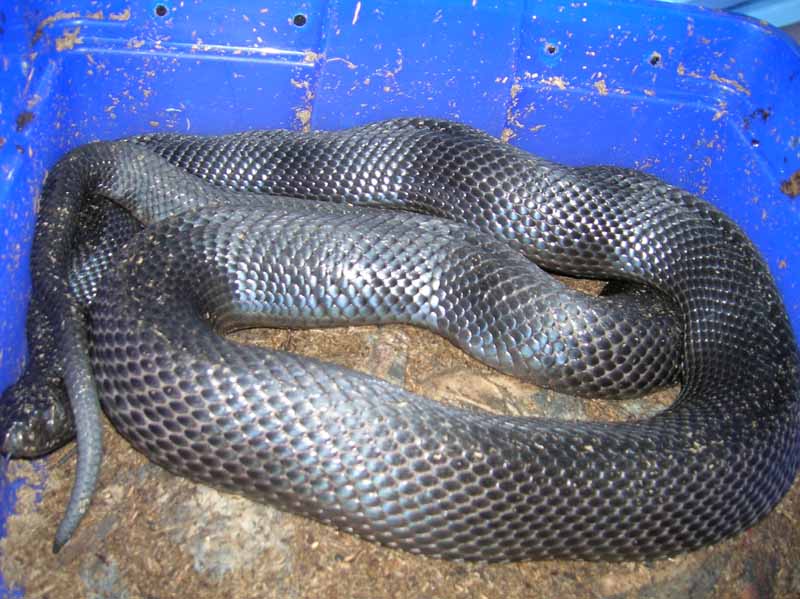 BP#1 resting after laying
