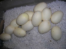 B Pine #1 eggs 5-5-08   (13)
