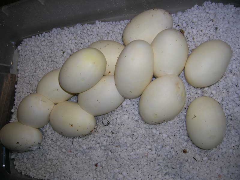 B Pine #1 eggs 5-5-08   (13)