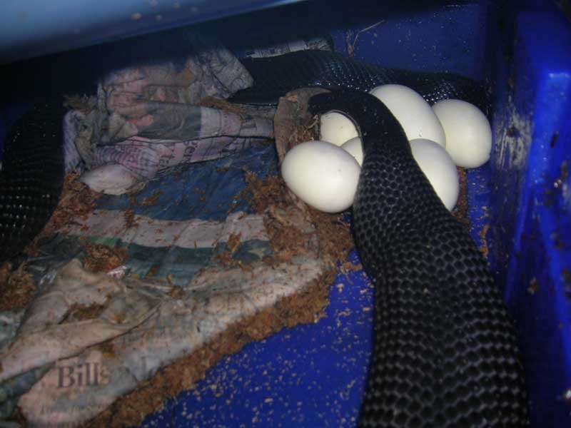 B P #1 eggs 5-05-08