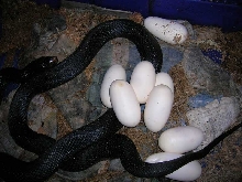 Black Pine #2 eggs 5-12-08