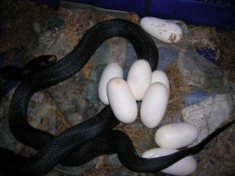 Black Pine #2 eggs 5-12-08