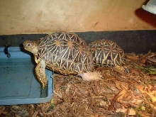 star torts basking