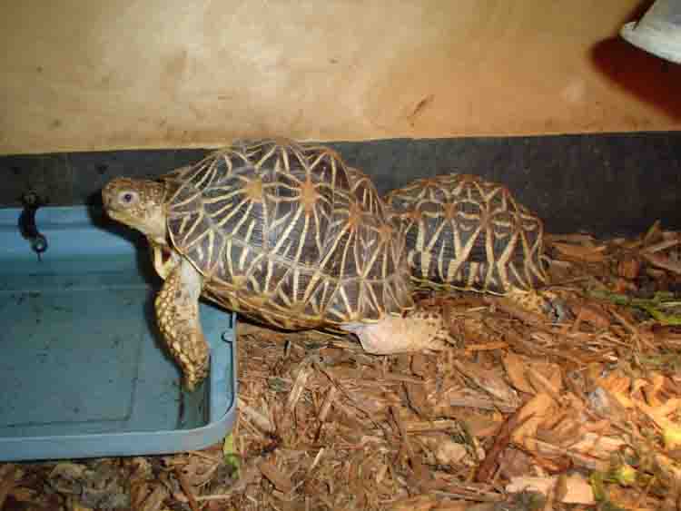 star torts basking