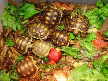 Baby redfoots