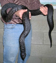 B P female