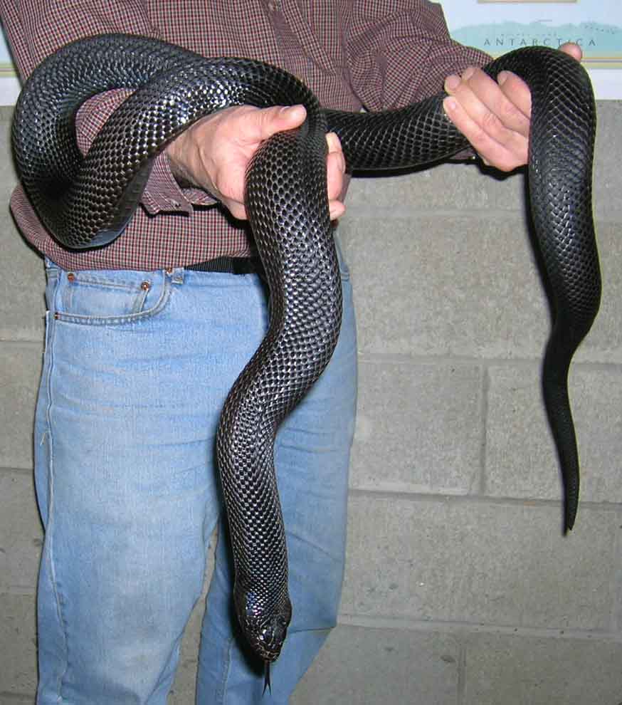 B P female