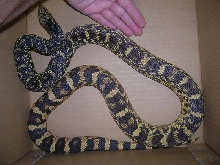 Female LA pine in box