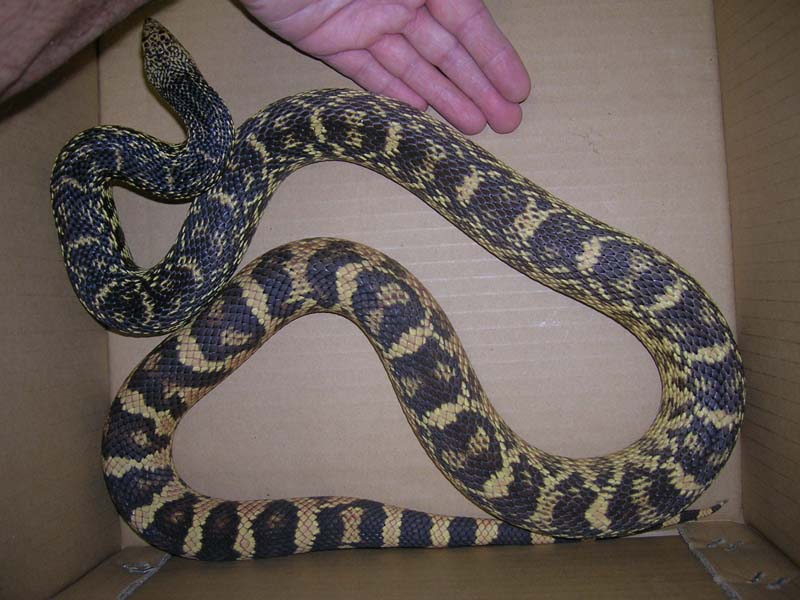 Female LA pine in box