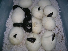 July 2008 black pines hatching