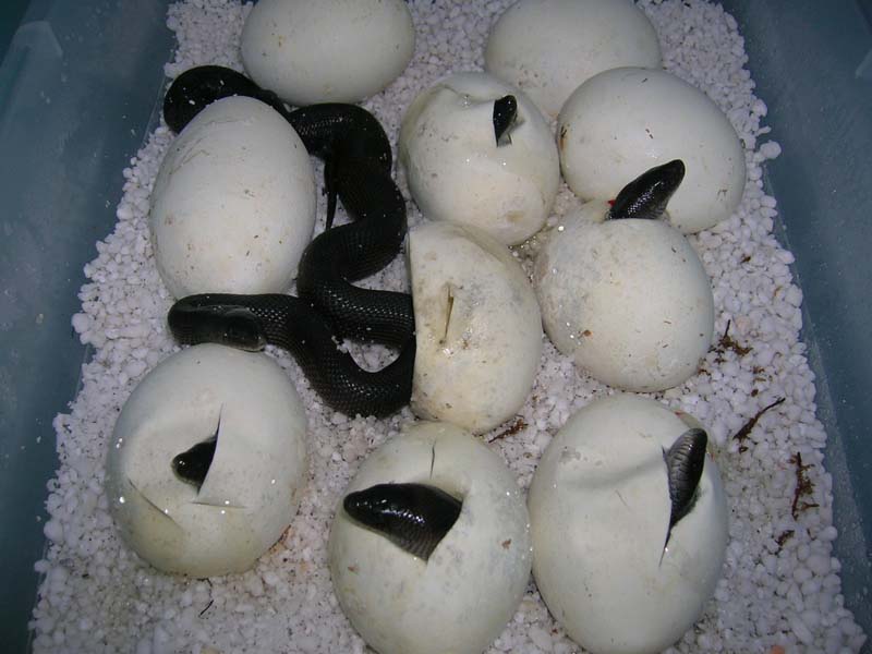 July 2008 black pines hatching
