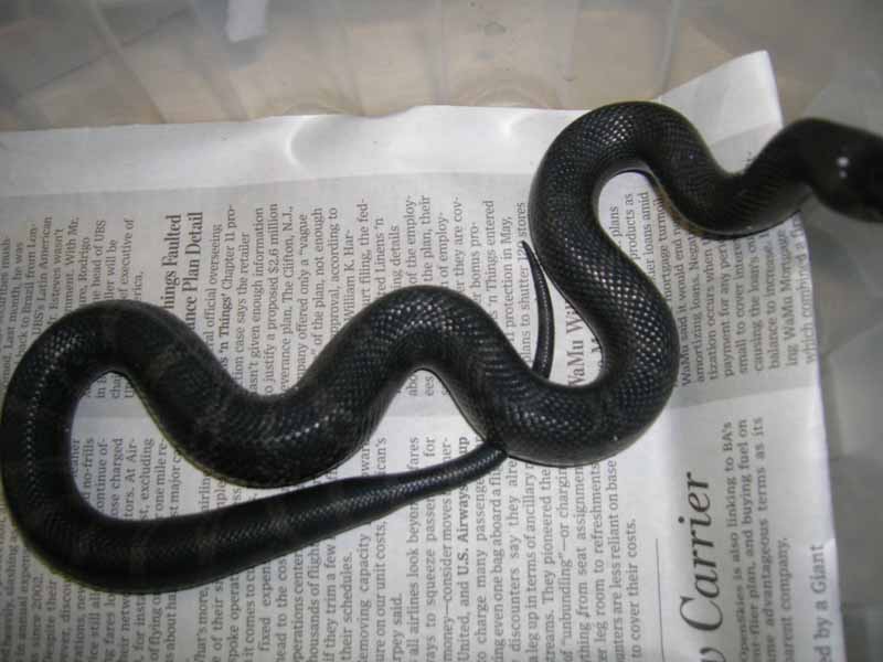 2008 Black pine hatchling