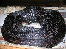 Male breeder B Pine