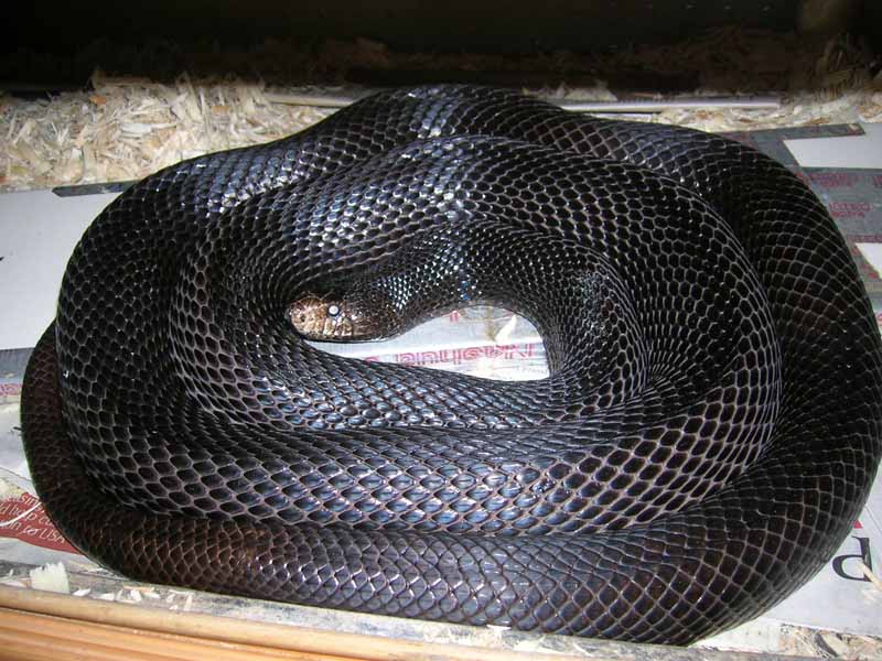 Male breeder B Pine