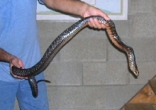 male texas indigo #2