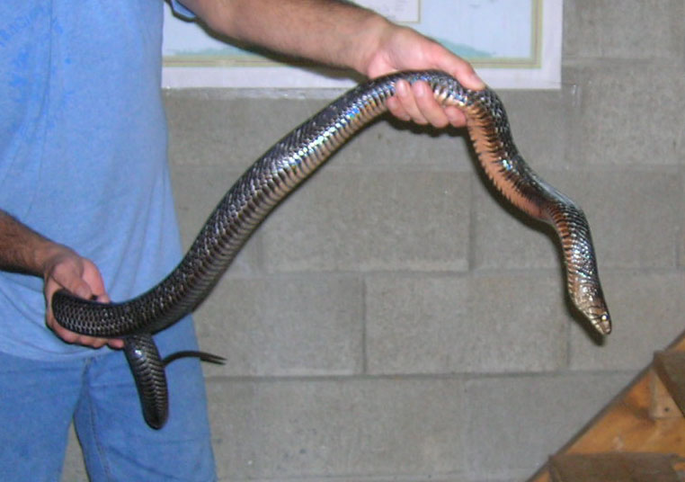 male texas indigo #2