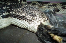 N.P. eats chick