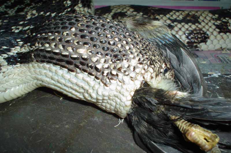 N.P. eats chick