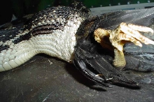 N.P. female eats chick